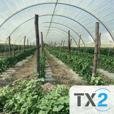 FILM TX 2 STABILIZZATO NQ 24 MESI